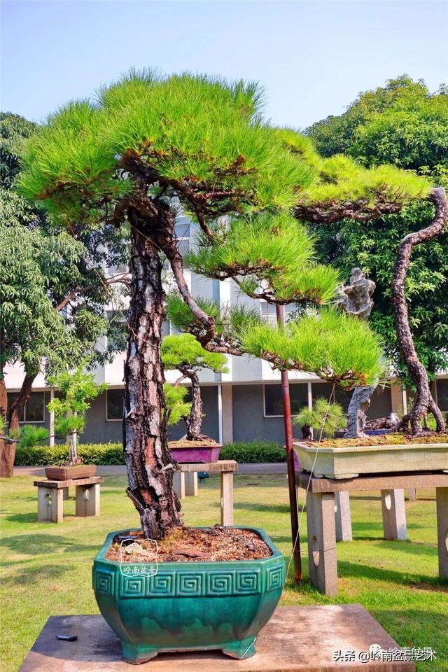 玩松樹盆景一定要懂控針，看看韓學年大師怎樣說？