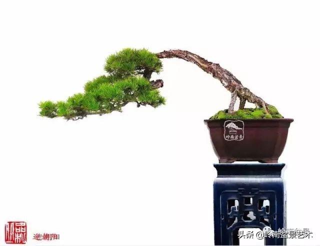玩松樹盆景一定要懂控針，看看韓學年大師怎樣說？