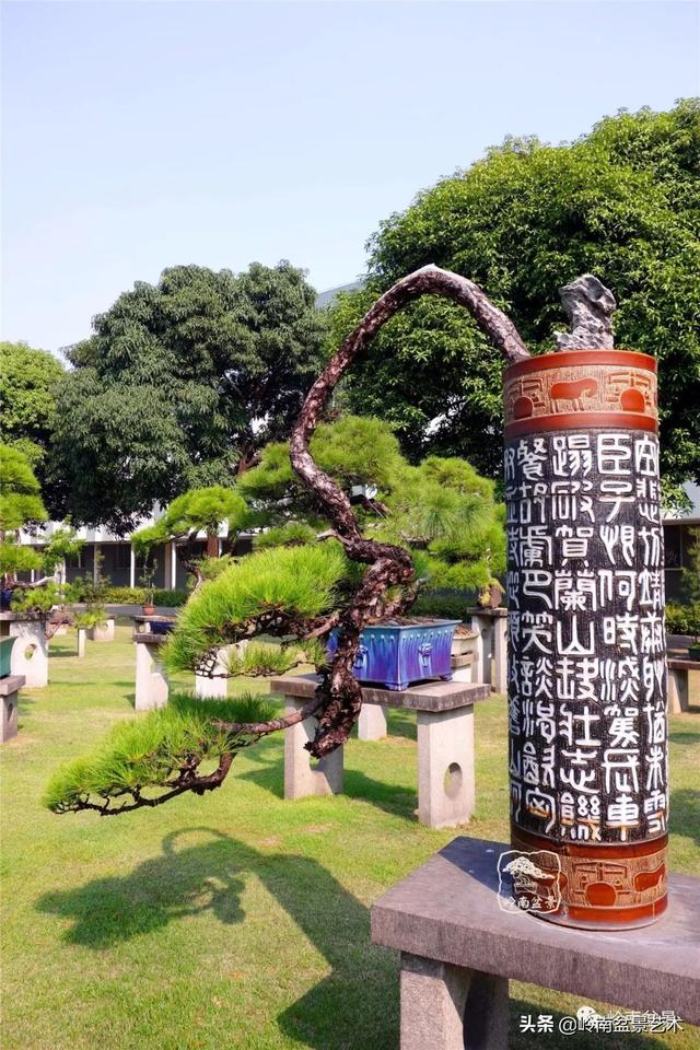 玩松樹盆景一定要懂控針，看看韓學年大師怎樣說？