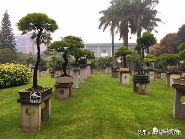 玩松樹盆景一定要懂控針，看看韓學年大師怎樣說？