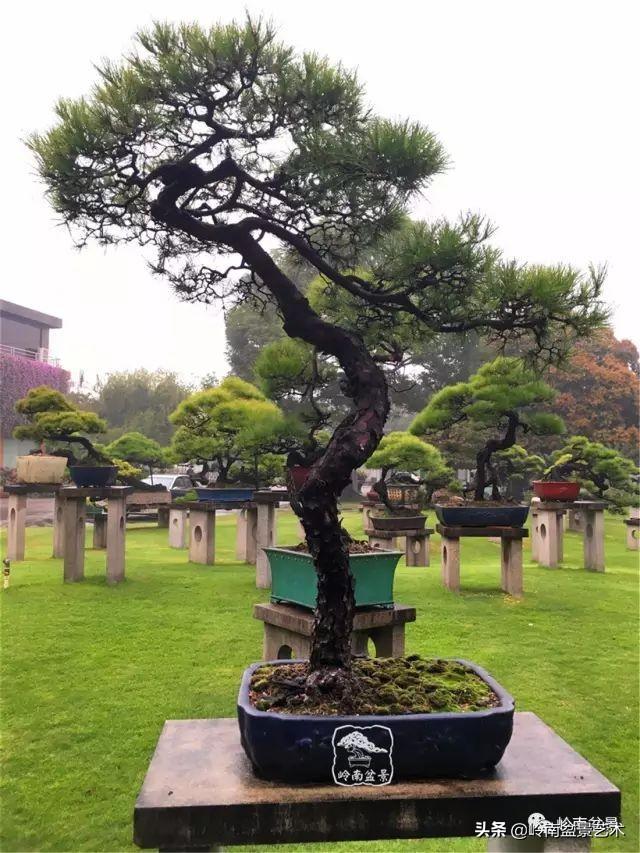 玩松樹盆景一定要懂控針，看看韓學年大師怎樣說？