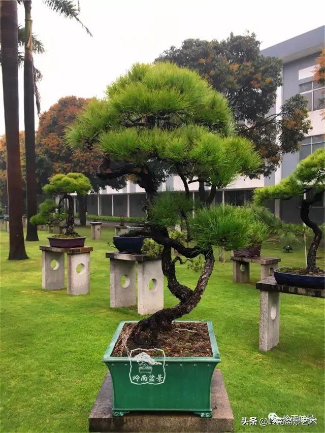 玩松樹盆景一定要懂控針，看看韓學年大師怎樣說？