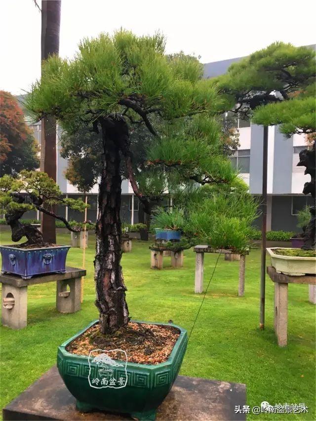玩松樹盆景一定要懂控針，看看韓學年大師怎樣說？