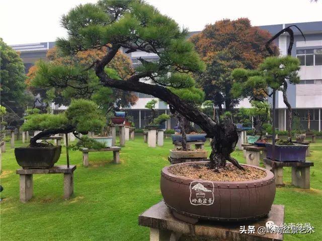 玩松樹盆景一定要懂控針，看看韓學年大師怎樣說？