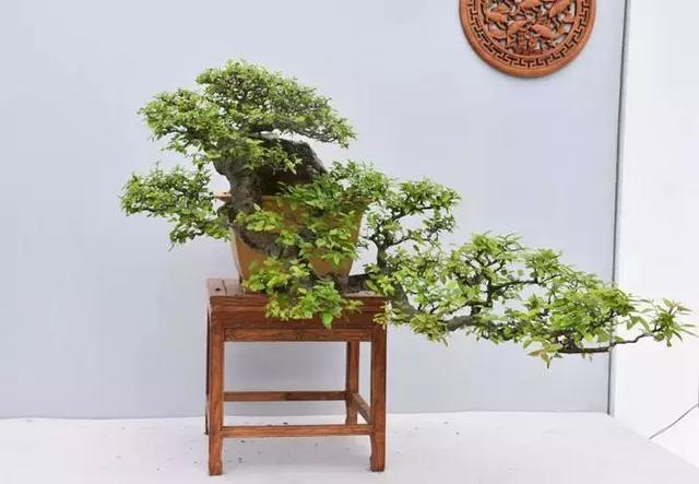 這三種懸崖盆景，真是氣勢不凡！