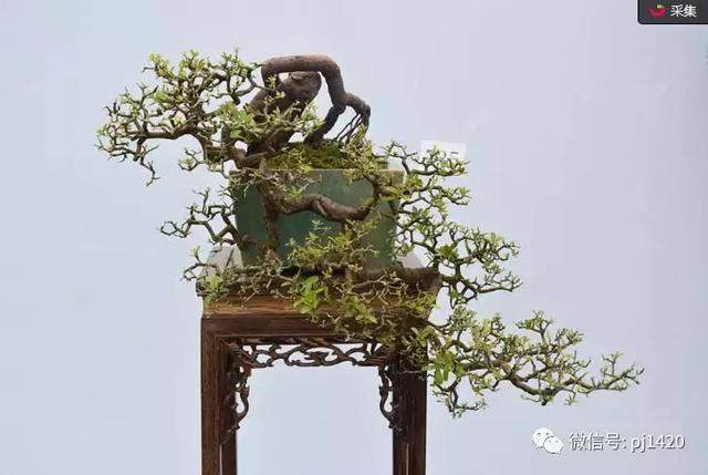 這三種懸崖盆景，真是氣勢不凡！