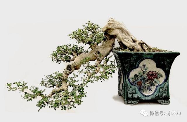 這三種懸崖盆景，真是氣勢不凡！