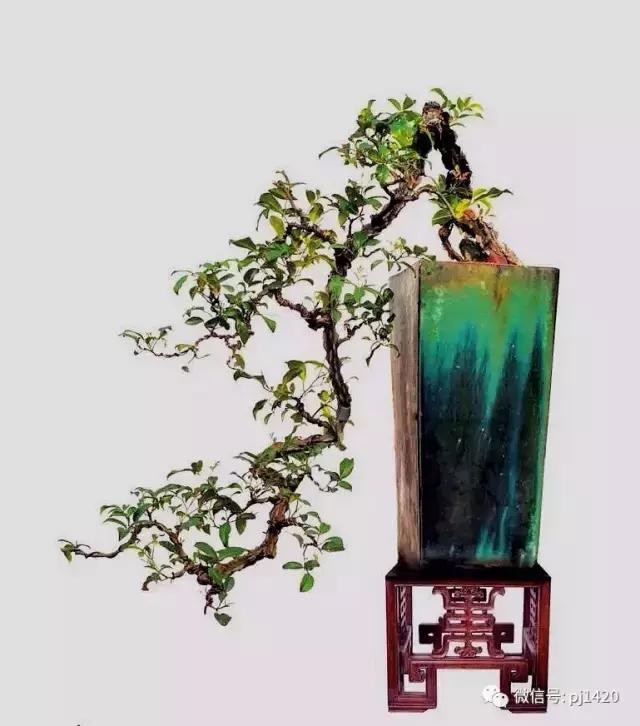 這三種懸崖盆景，真是氣勢不凡！
