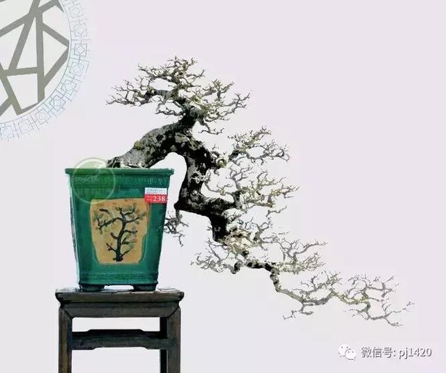 這三種懸崖盆景，真是氣勢不凡！