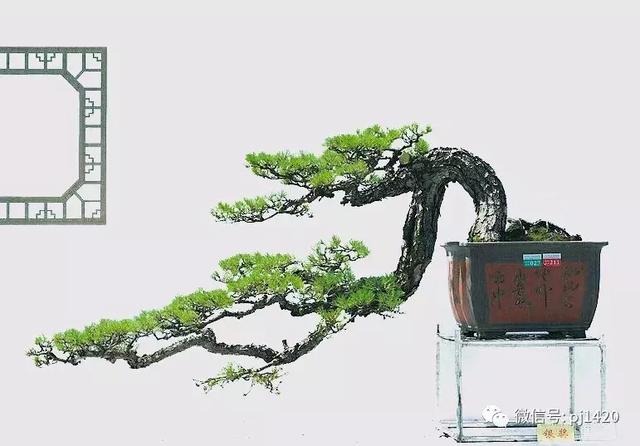 這三種懸崖盆景，真是氣勢不凡！