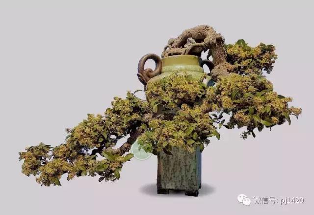這三種懸崖盆景，真是氣勢不凡！