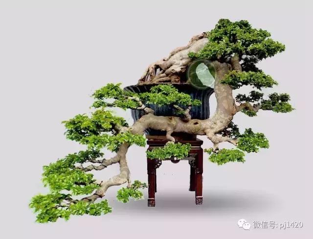 這三種懸崖盆景，真是氣勢不凡！