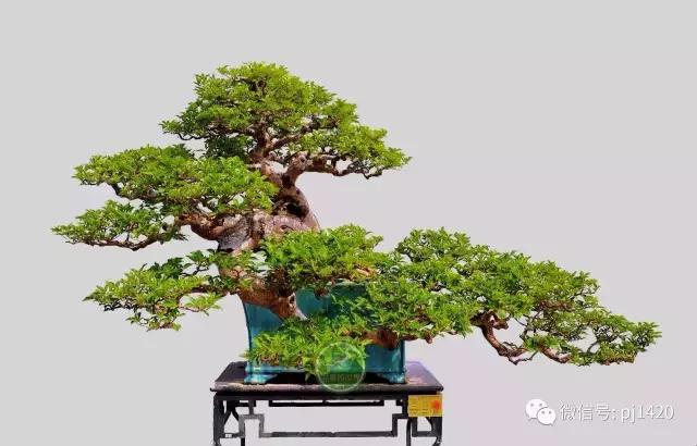 這三種懸崖盆景，真是氣勢不凡！