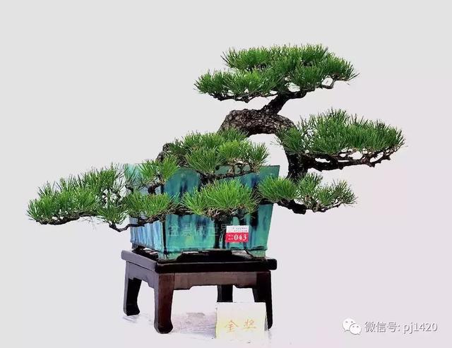 這三種懸崖盆景，真是氣勢不凡！