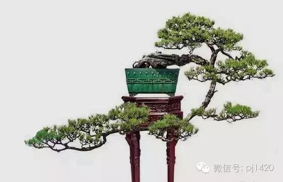 這三種懸崖盆景，真是氣勢不凡！