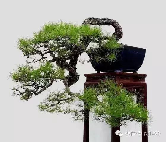 這三種懸崖盆景，真是氣勢不凡！