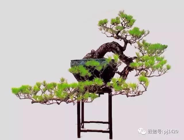 這三種懸崖盆景，真是氣勢不凡！