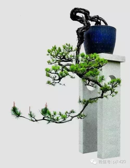 這三種懸崖盆景，真是氣勢不凡！
