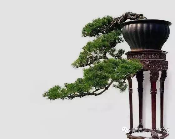 這三種懸崖盆景，真是氣勢不凡！