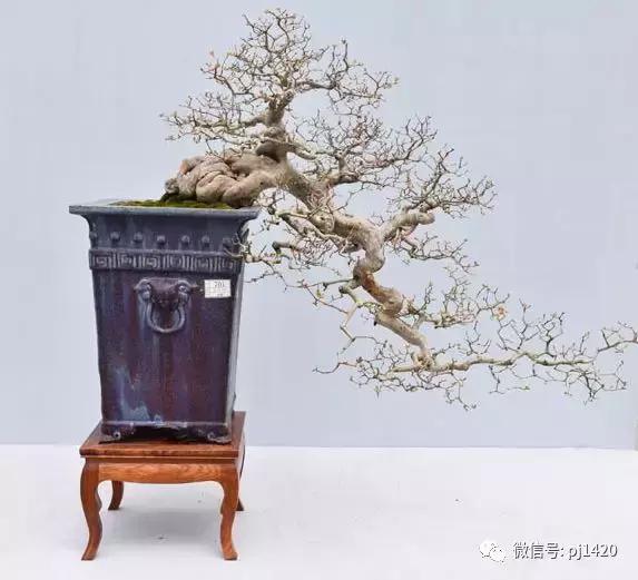 這三種懸崖盆景，真是氣勢不凡！