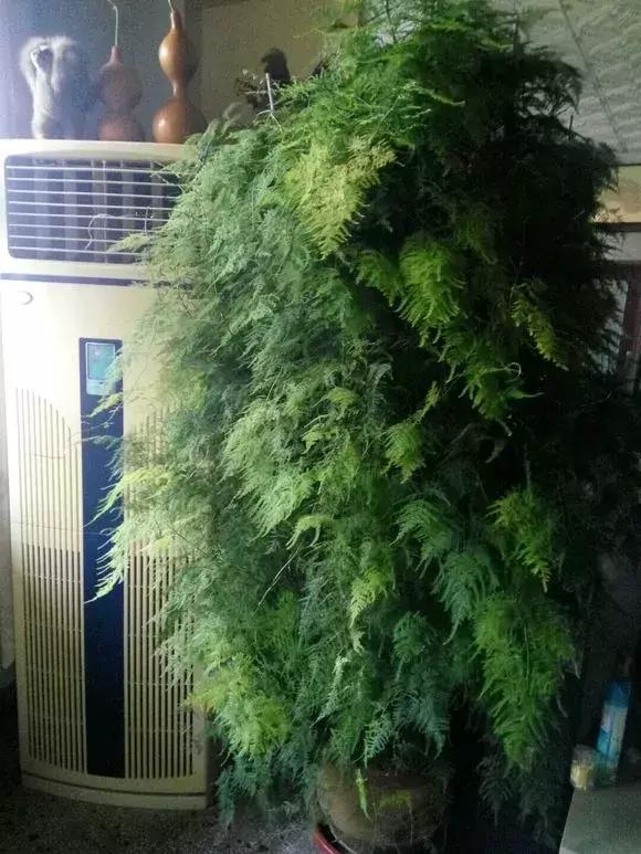 2種「天然營養水」，每周澆1次，吊蘭新枝猛躥，文竹爬滿牆！