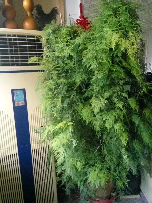 2種「天然營養水」，每周澆1次，吊蘭新枝猛躥，文竹爬滿牆！