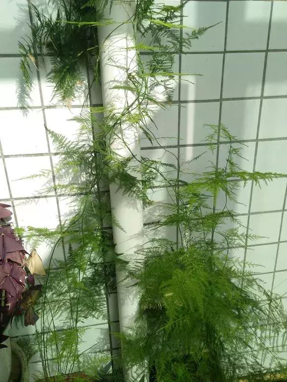 2種「天然營養水」，每周澆1次，吊蘭新枝猛躥，文竹爬滿牆！