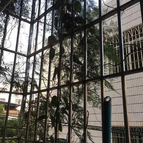 2種「天然營養水」，每周澆1次，吊蘭新枝猛躥，文竹爬滿牆！