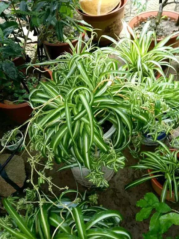 2種「天然營養水」，每周澆1次，吊蘭新枝猛躥，文竹爬滿牆！