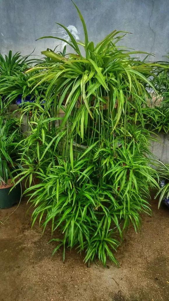 2種「天然營養水」，每周澆1次，吊蘭新枝猛躥，文竹爬滿牆！