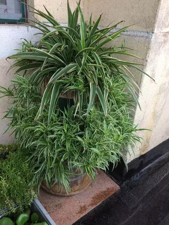 2種「天然營養水」，每周澆1次，吊蘭新枝猛躥，文竹爬滿牆！