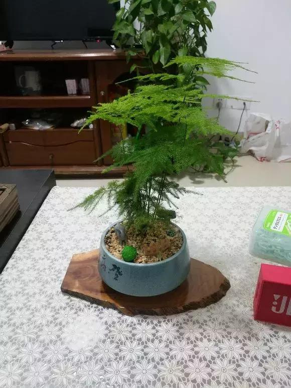 2種「天然營養水」，每周澆1次，吊蘭新枝猛躥，文竹爬滿牆！