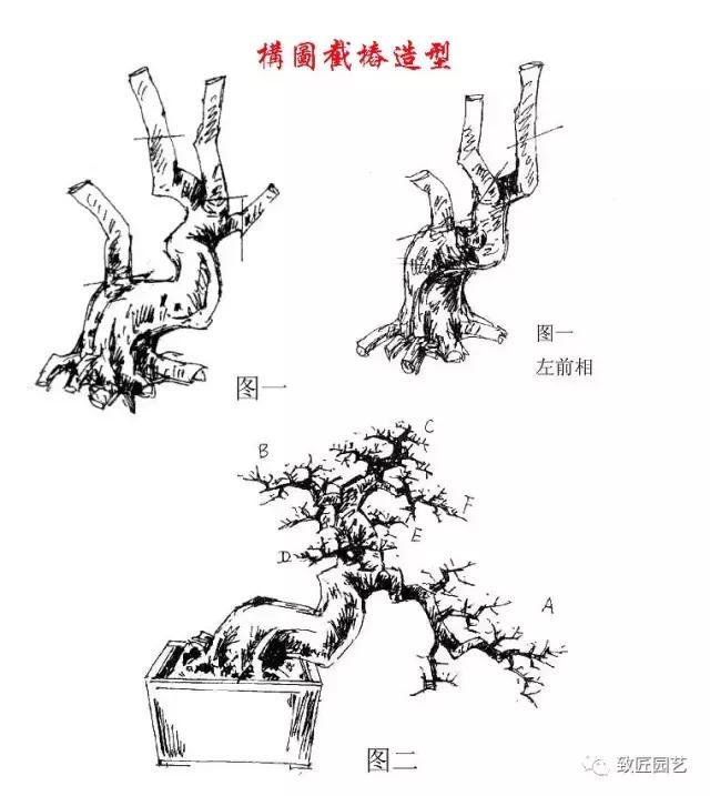 盆景造型基礎知識：盆景構圖、截樁、造型技法