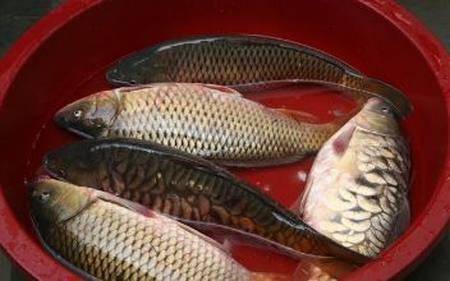 兒子買兩條魚去看母親，妻子不讓給錢，兒走後，母親去洗魚哭了