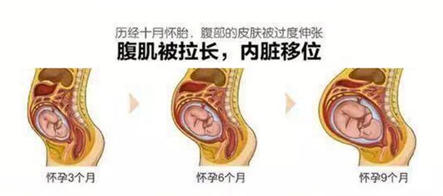 懷孕以後媽媽的內臟被擠到哪裡去了？看完我不禁落淚了，心疼媽媽