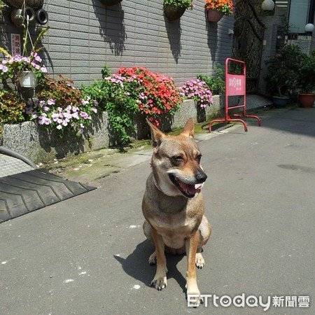 狗狗離世前，媽媽請它投胎來當小孩續前緣，2年後妹妹來報到，媽媽一看：我知道它回來了