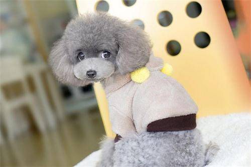 貴賓犬突然拉稀水，貴賓犬拉稀突然跟水一樣