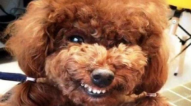 並不是所有「貴賓犬」都認主，有這些行為的貴賓，並不認你為主人