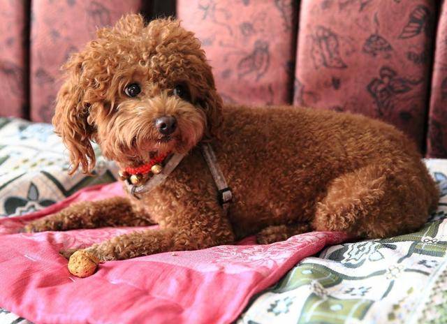 並不是所有「貴賓犬」都認主，有這些行為的貴賓，並不認你為主人