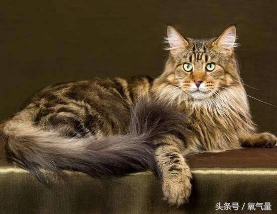 貓隱匿的野性有多可怕？網友：愛喵就帶它去做絕育吧