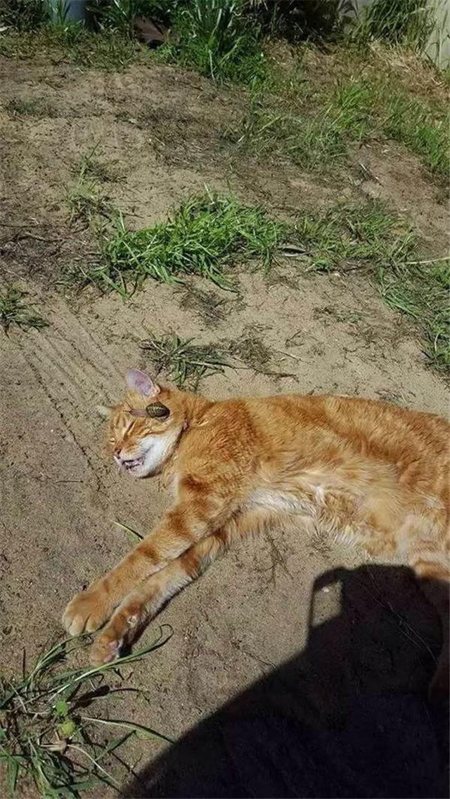 看到貓咪頭上有隻蝸牛，還以為貓死了，准備走過去給它收屍時