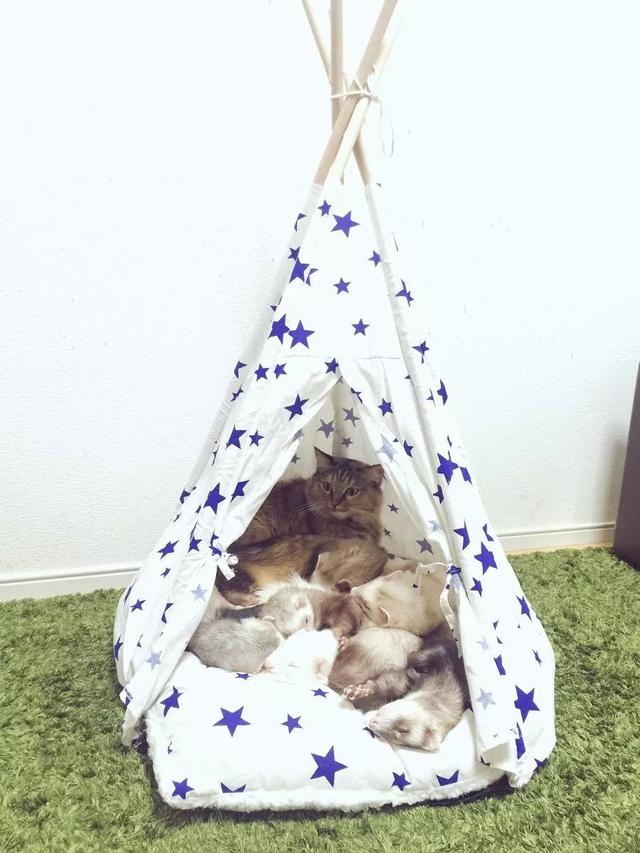 小奶貓被雪貂一家收養，同吃同睡越長越像自己人