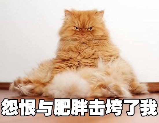 如果《妖貓傳》裡不是黑貓而是橘貓，我能吸上30年