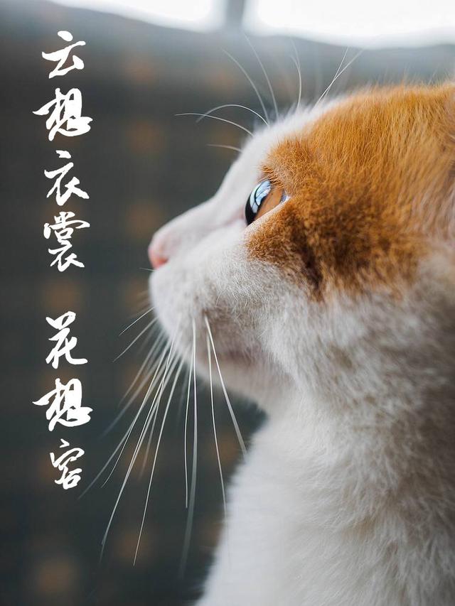 如果《妖貓傳》裡不是黑貓而是橘貓，我能吸上30年