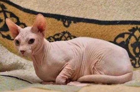 九種最適合在家飼養的貓咪，你了解他們的性格嗎？生無可戀