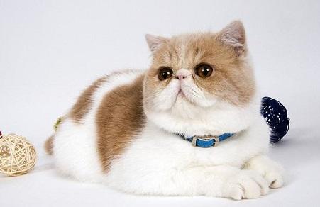 九種最適合在家飼養的貓咪，你了解他們的性格嗎？生無可戀