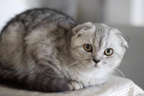九種最適合在家飼養的貓咪，你了解他們的性格嗎？生無可戀