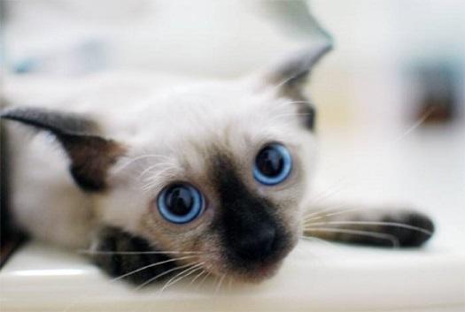九種最適合在家飼養的貓咪，你了解他們的性格嗎？生無可戀