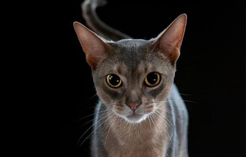 九種最適合在家飼養的貓咪，你了解他們的性格嗎？生無可戀