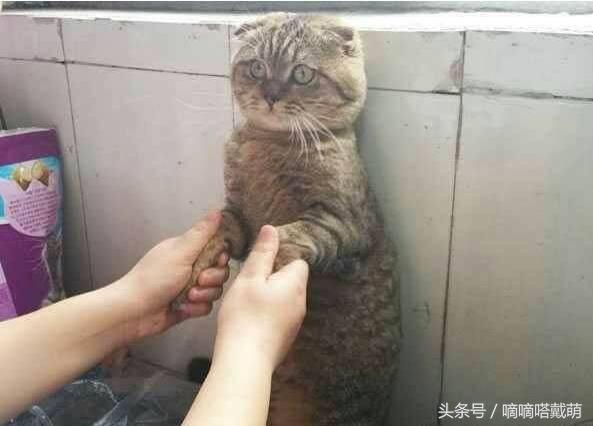 網友家貓咪因為做錯事而被主人罰站，結果貓咪狂飆演技！